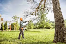 Trusted El Cajon, CA Tree Services Experts