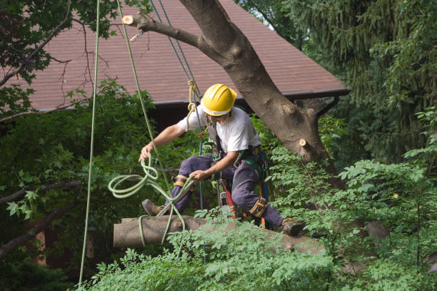 Best Fruit Tree Pruning  in El Jon, CA