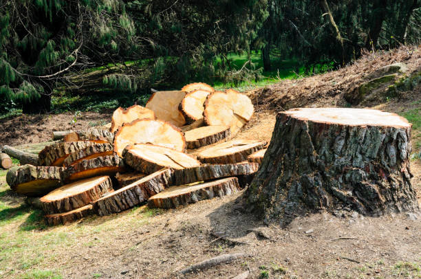 Best Tree Trimming and Pruning  in El Jon, CA